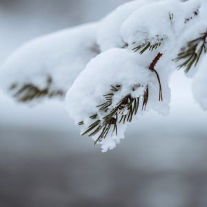 close-up-snowy-trees-riisitunturi-national-park-finland