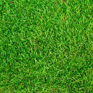 texture-grass-field